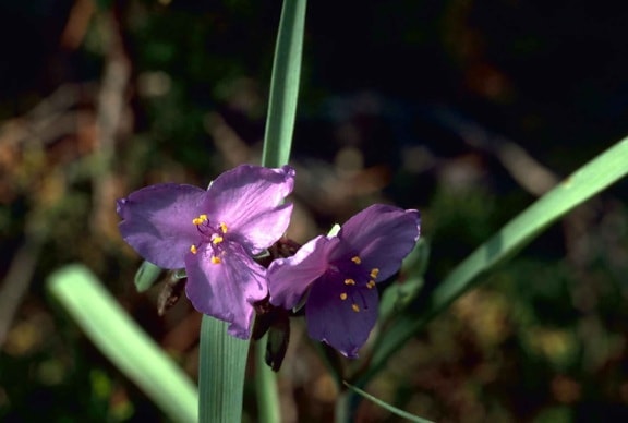 spiderwort, purple flowers, up-close, image, tradescantia virginiana