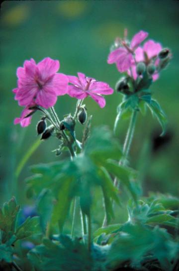 เจอเรเนียม ดี สี ม่วง กลีบ viscosissimum ดอกไม้ พืช