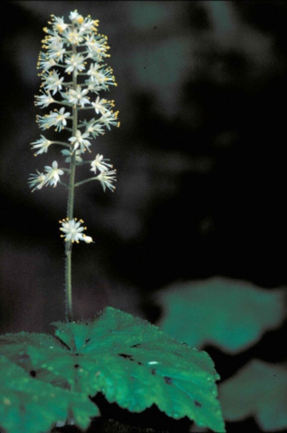 tiarella cordifolia, cvijet