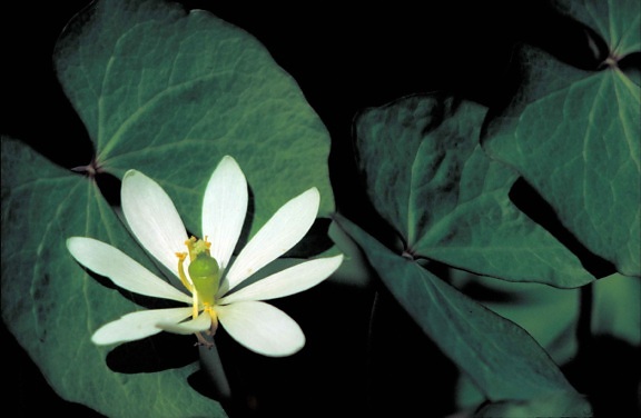 twinleaf, plant, white flower, cassia, bauhinioides