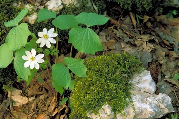 white, blossoms, green leaves, clump, mossy, rock