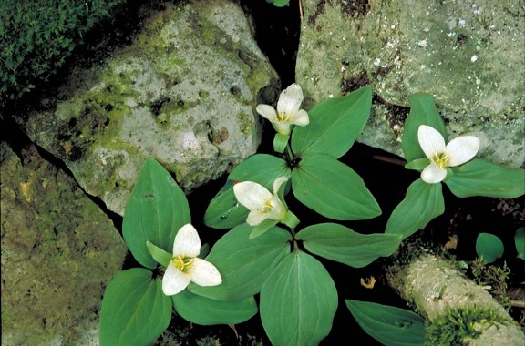 white, blossoms, green leaves, growing, rocks