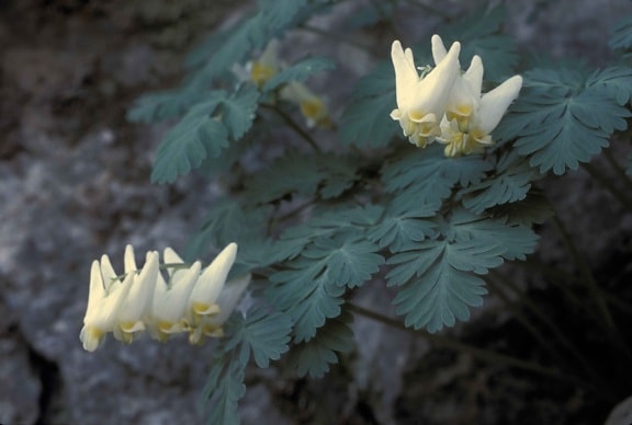 Белый цветок, Дицентра, cucullaria