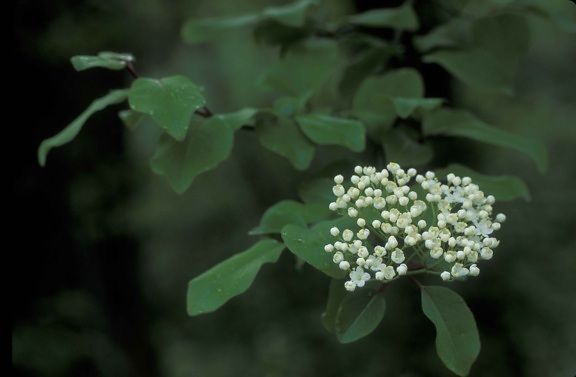 kwiaty białe, zielone liście, blackhaw, drzewa, Kalina, prunfolium