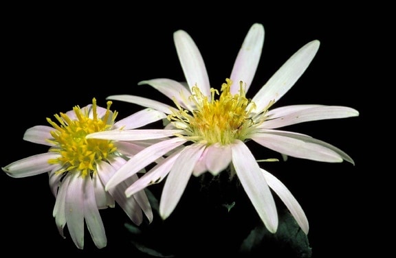 สีขาว rockcastle แอสเตอร์ ดอกไม้ eurybia, saxicastellii เล็กน้อย สีม่วง ปรับสีอ่อนแก่ สีเหลือง ศูนย์