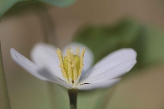 hvid, twinleaf, blomst, fotograferet, jeffersonia, diphylla