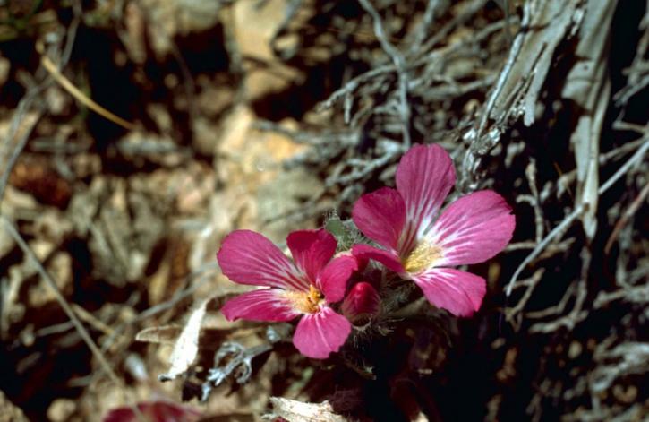 ป่า ลินิน โรงงาน purle ดอกไม้สีชมพู linum usitatissimum