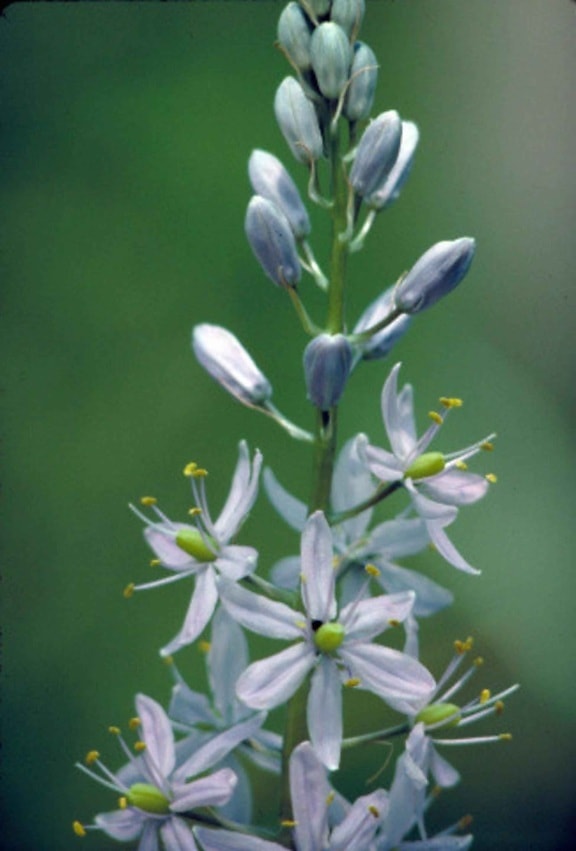Wilde hyacint, plant, paarse bloemen, bloei, camassia, scilloides