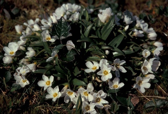 fleurs sauvages, claytonia, claytonia, acutifolia