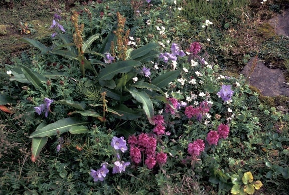flores silvestres, lousewort, pedicularis, jacobs, escada, polemonium