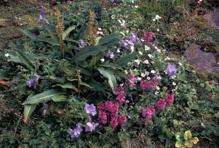 villblomster, lousewort, pedicularis, jacobs, stigen, polemonium