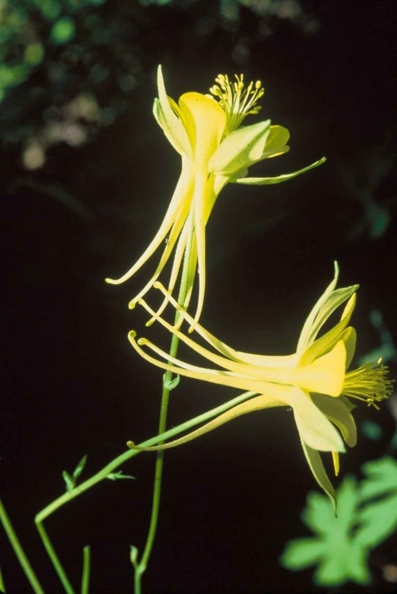 yellow, columbine, flowers, aquilegia, flavescens