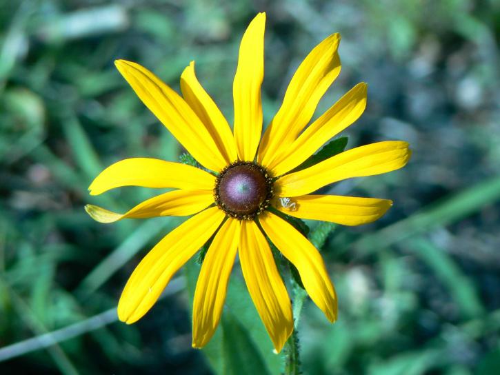 yellow flower, up-close, green grass, background