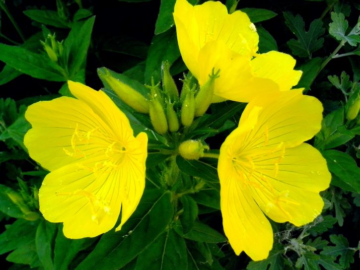 黄色の花を見渡した写真