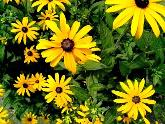 flores amarillas, jardín, detalles
