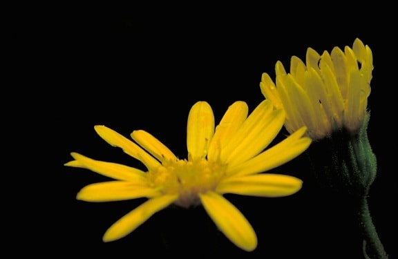 gelb, Maryland, golden, aster, Blume, Chrysopsis, mariana, Asteraceae