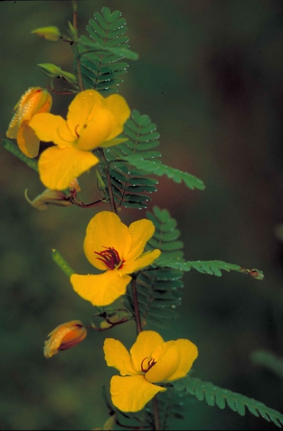 žltá, Jarabica, kvetina, červená, centrum, cassia, fasciculata
