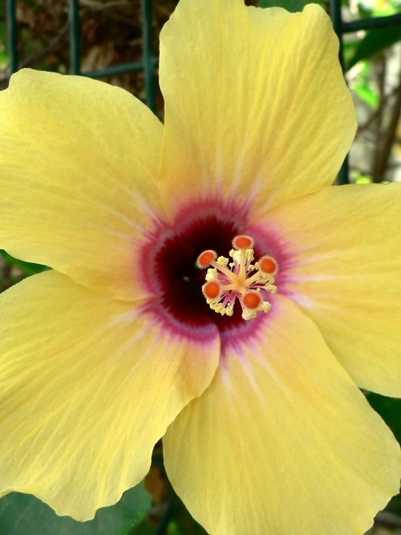 yellow, up-close, flower