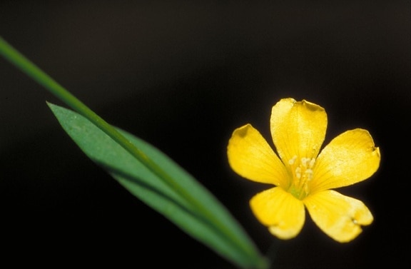 κίτρινο, λουλούδι, reinwardtia, λινάρι, indica
