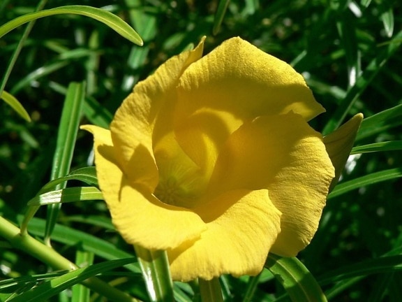 gelbe Blume, scharf, Blätter