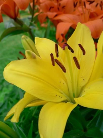 yellow flower, flowering