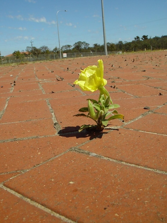 yellow flower, growing