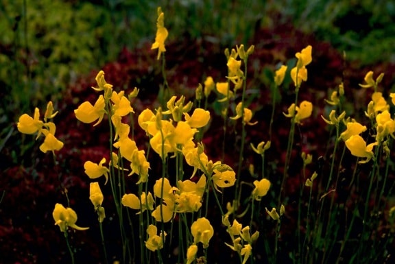 floraison jaune, plante