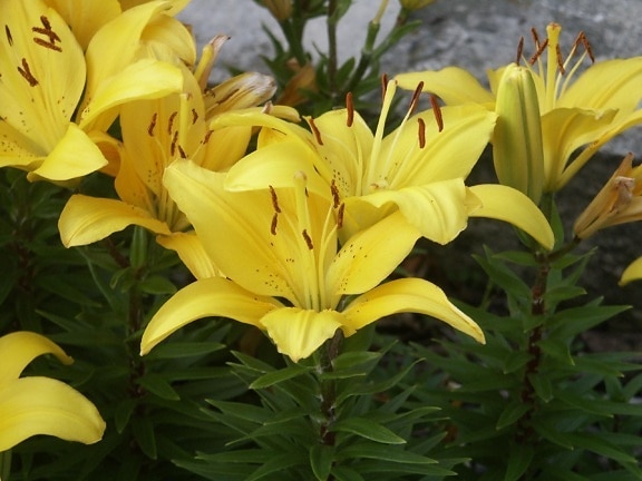 yellow flowers, green, background