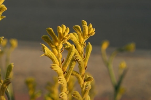 yellow, kangaroo, plant