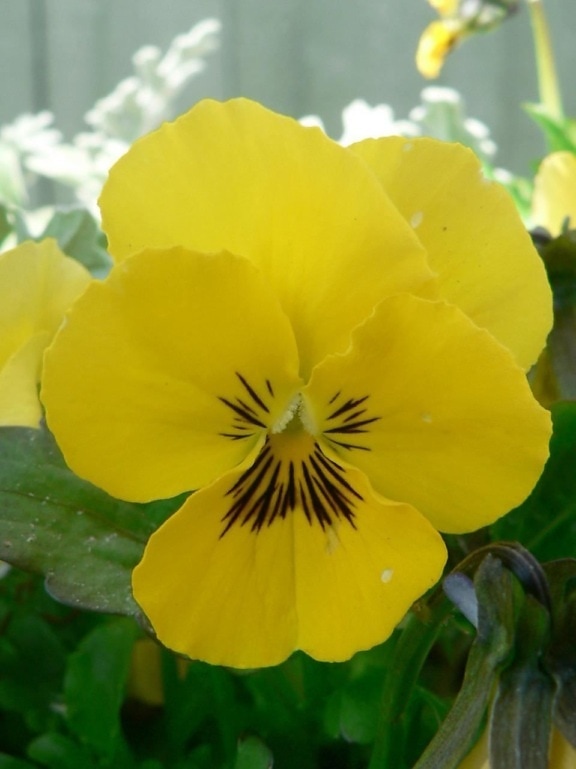 yellow, pansy, flowering