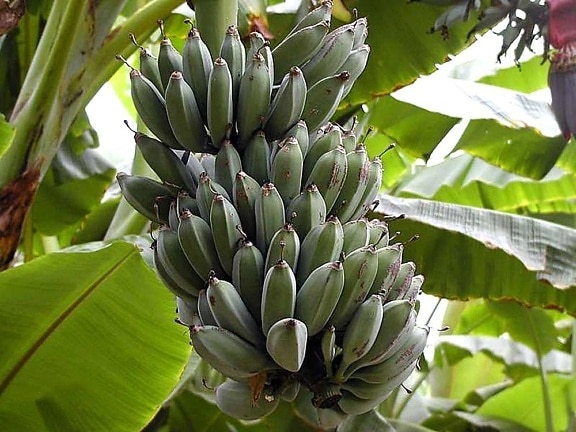 fruits, bananes feuilles
