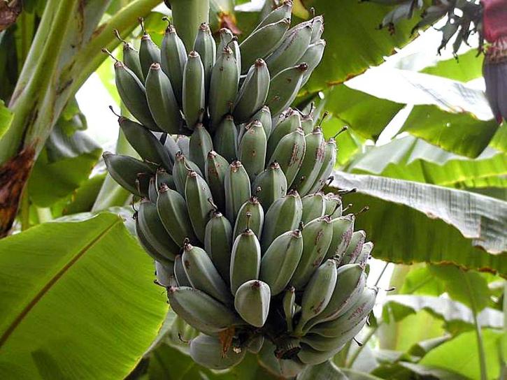 frutas, folhas de banana