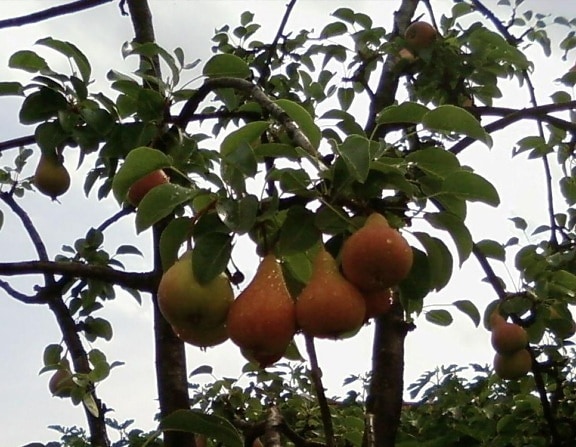 pear fruits, tree, organic agriculture