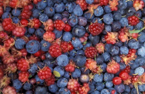 alaska, wild, berries