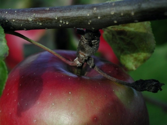 red apple, up-close, fruit, branch