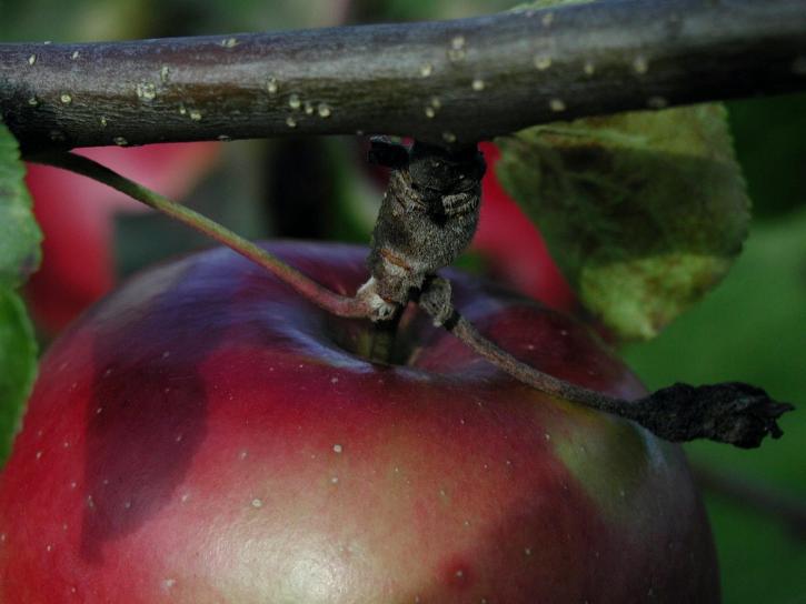 червена ябълка, up-close, плодове, клон