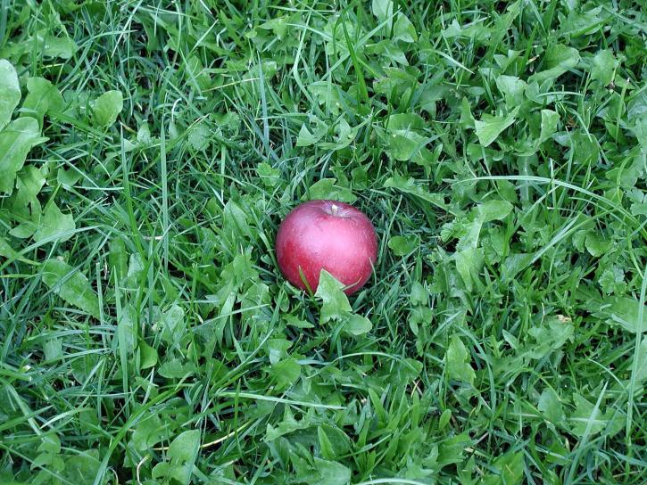äpple, gras