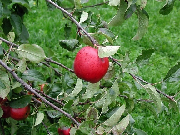 apple, branch