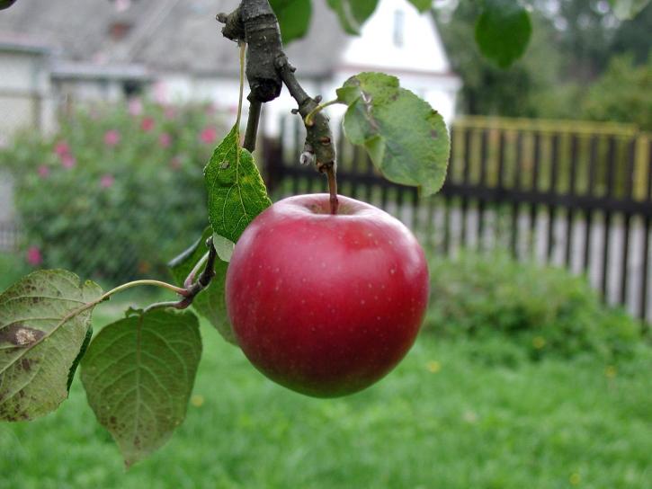vackra röda äpple