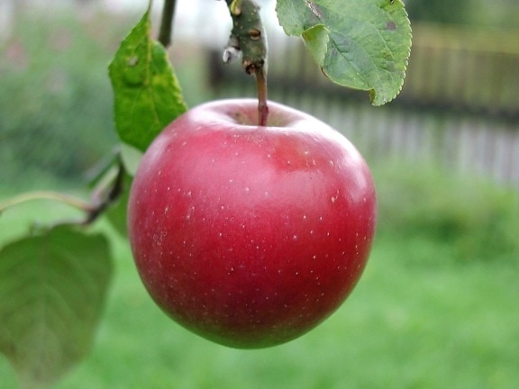 mere mari, de culoare roşie