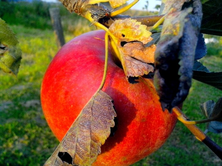 mere mari, de culoare roşie, organice