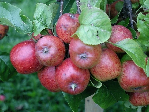 branch, apples