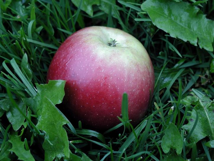 detail, jablko, tráva