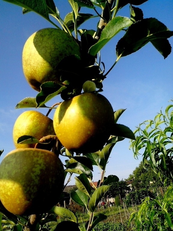 golden apple, delicious apple fruit, tree branch