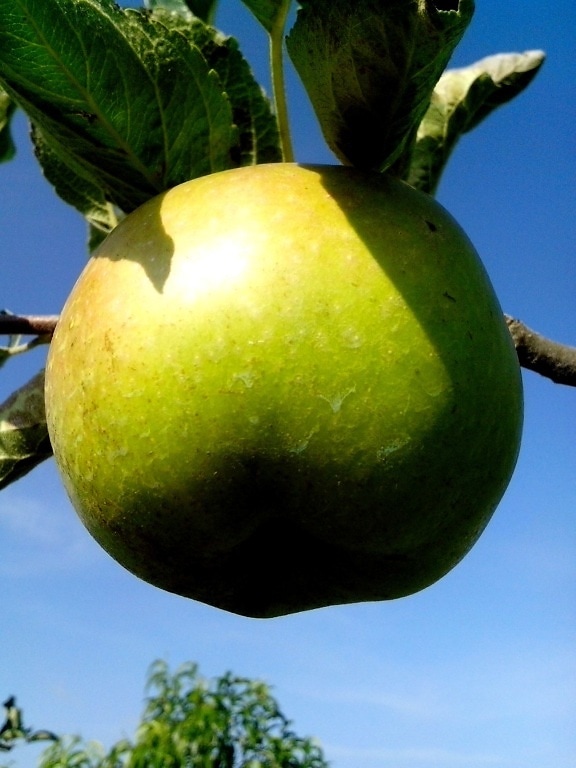 grüner Apfel, Zweig