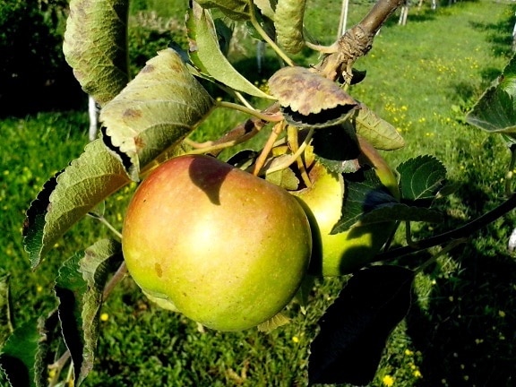 grönt äpple, träd