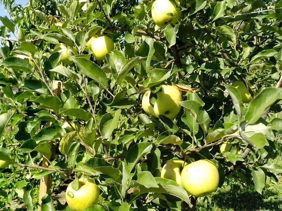 green, organic apples, tree
