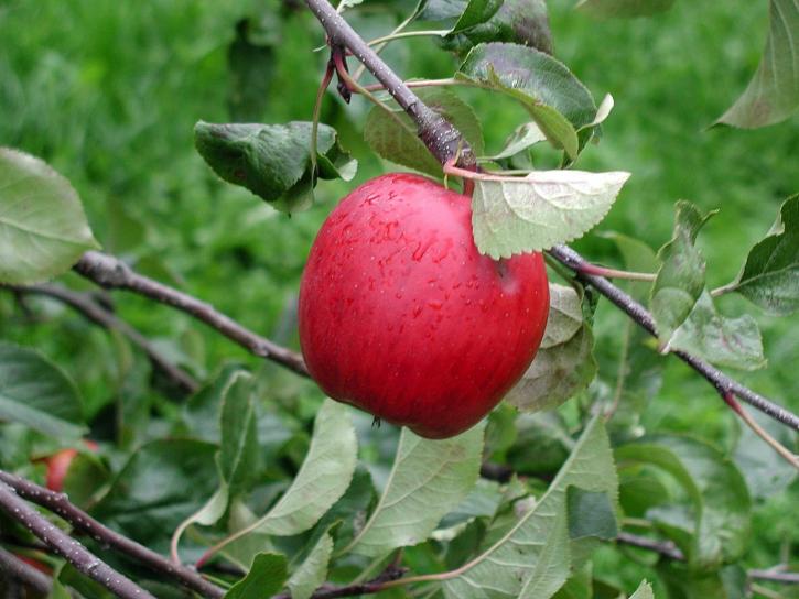 blad, apple