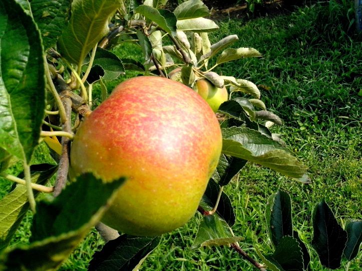 Ориндж, ябълки, дърво