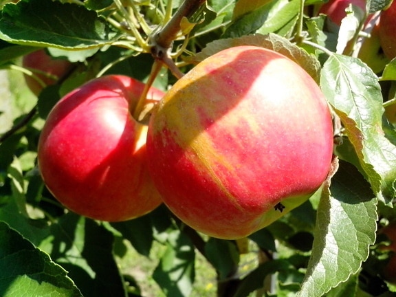 органические яблоко, фрукты, дерево
